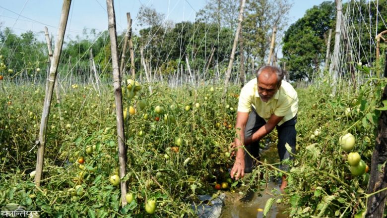 अस्तव्यस्त बन्यो कृषि क्षेत्र, के भन्छन् किसानका नेता? ‘बैंकबाट ऋण लिएर वस्तु उत्पादन गर्ने किसानका लागि आपतकालीन कोषबाट तत्काल निश्चित राहत दिनुपर्छ।’