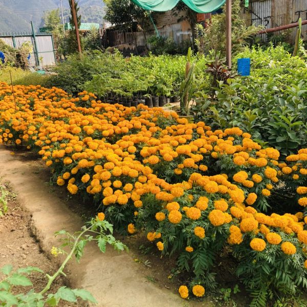 तिहारका लागि सयपत्री फूलका पाँच हजार बिरुवा बिक्री